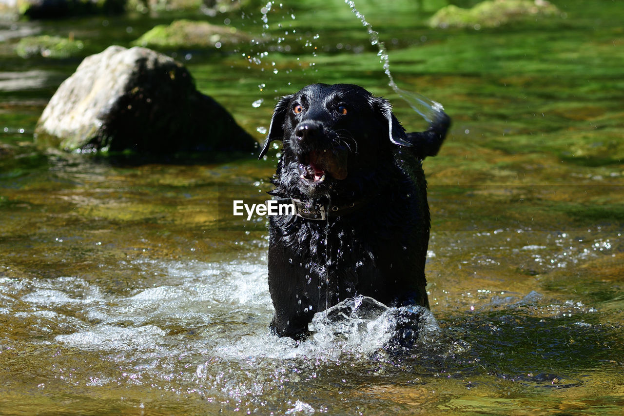 Wet black labrador standing in a river 