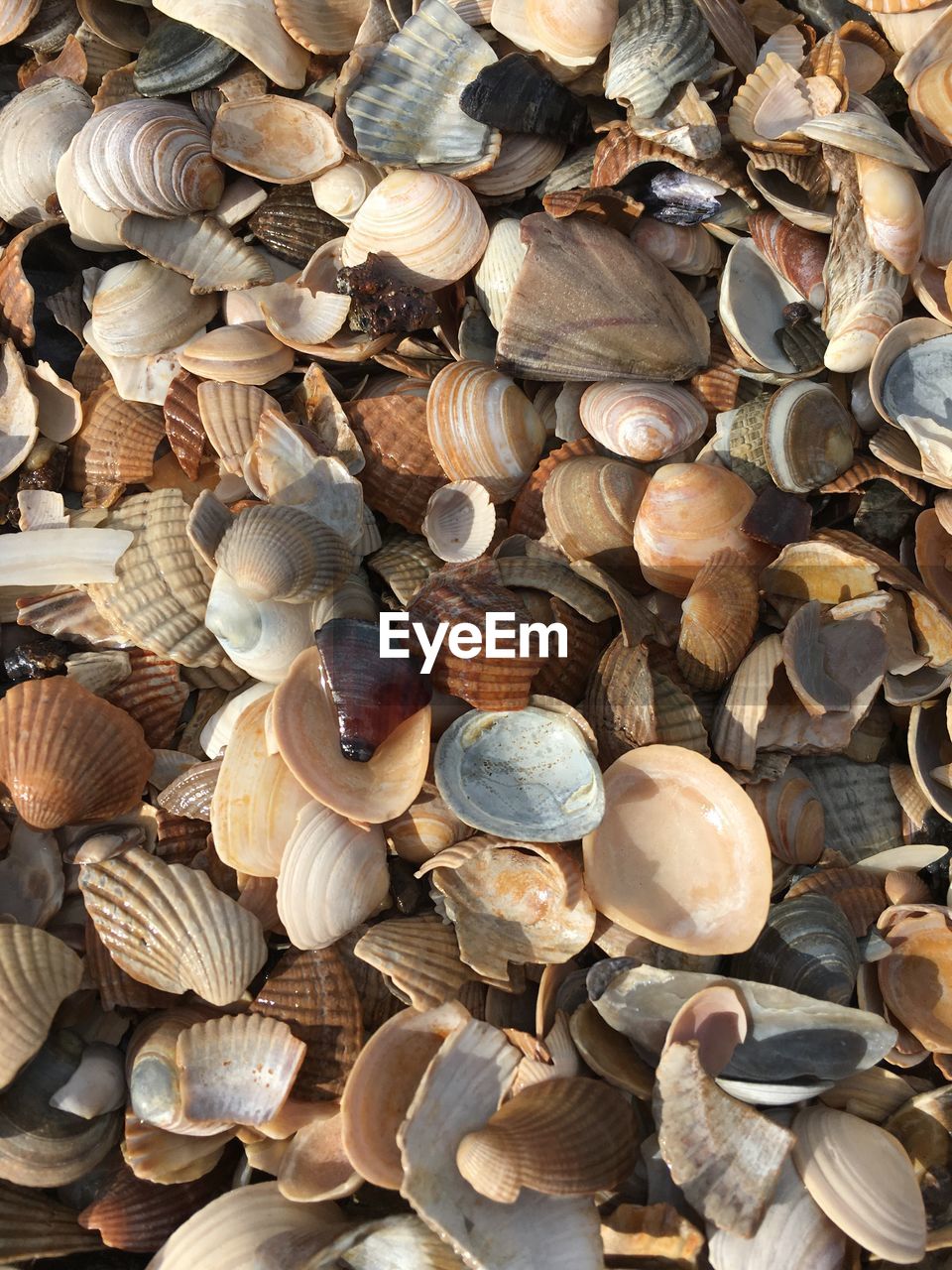 CLOSE-UP OF SEASHELLS