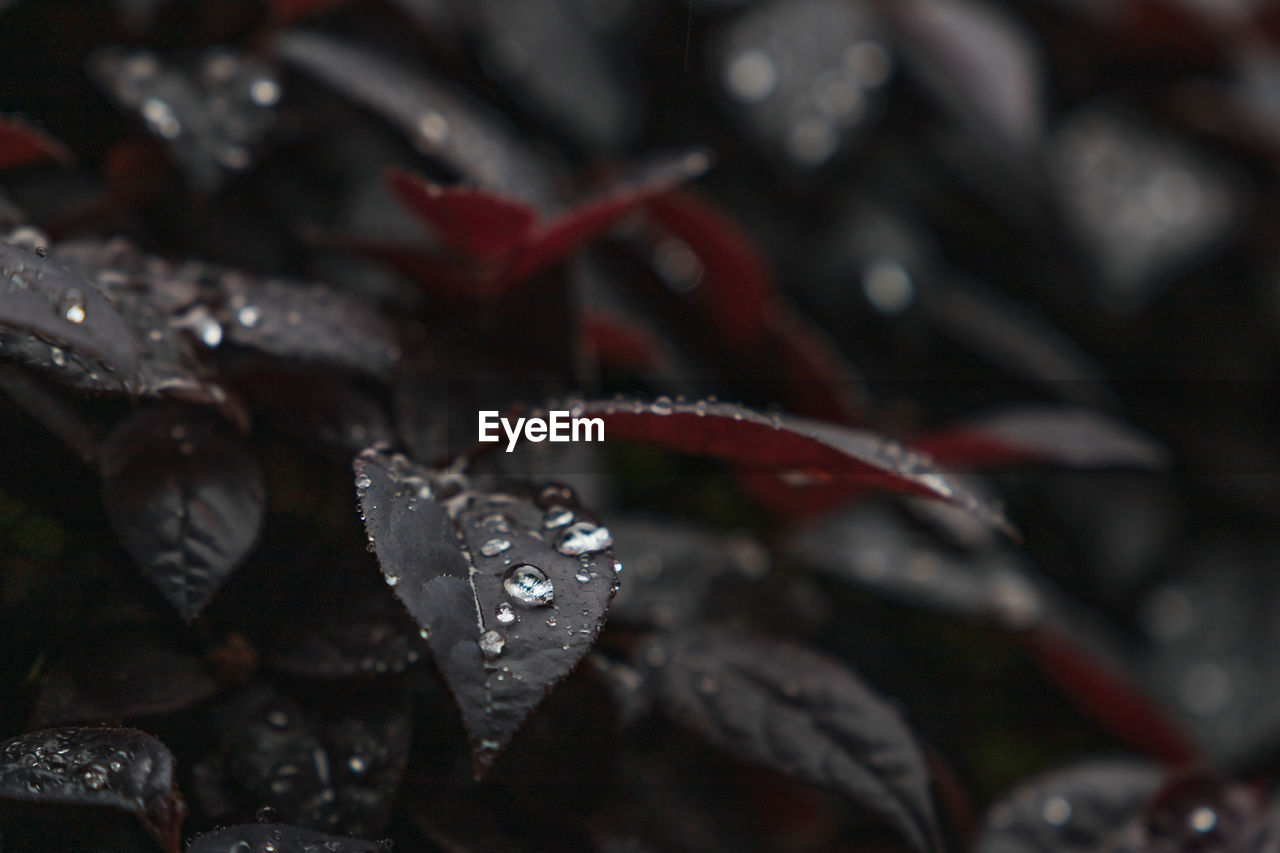 CLOSE-UP OF WET LEAVES ON RAINY DAY