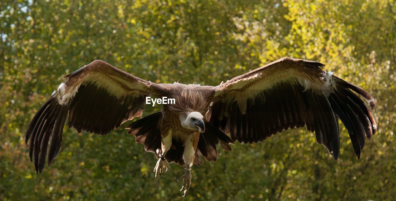 Vulture flying against trees
