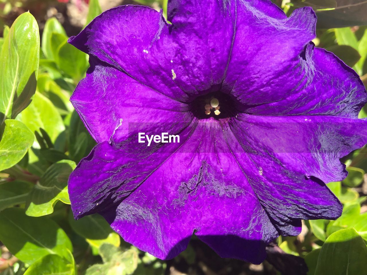 CLOSE-UP OF PURPLE WATER LILY BLOOMING OUTDOORS