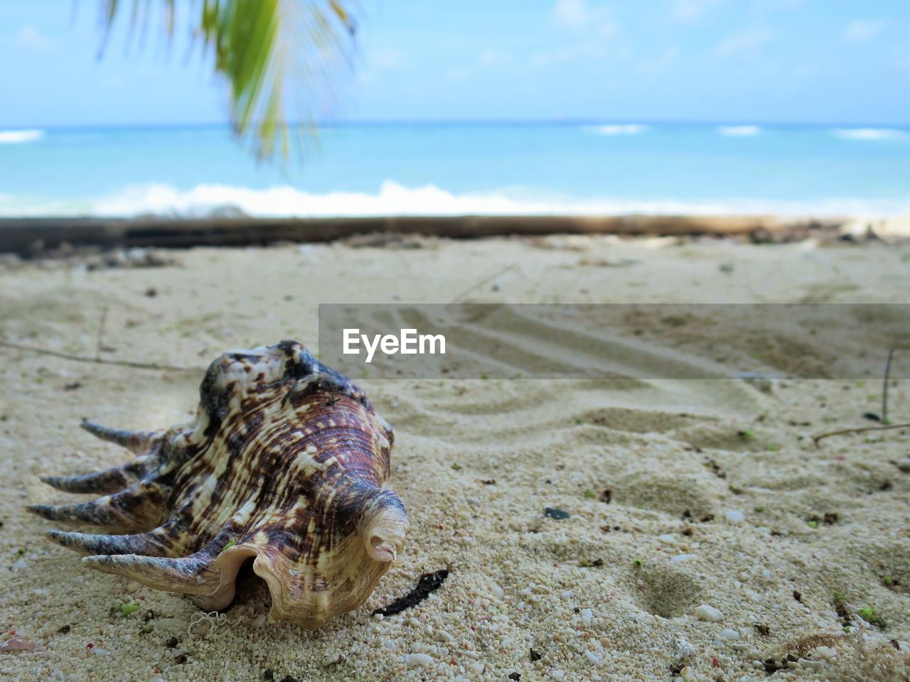 CLOSE-UP OF CRAB ON BEACH