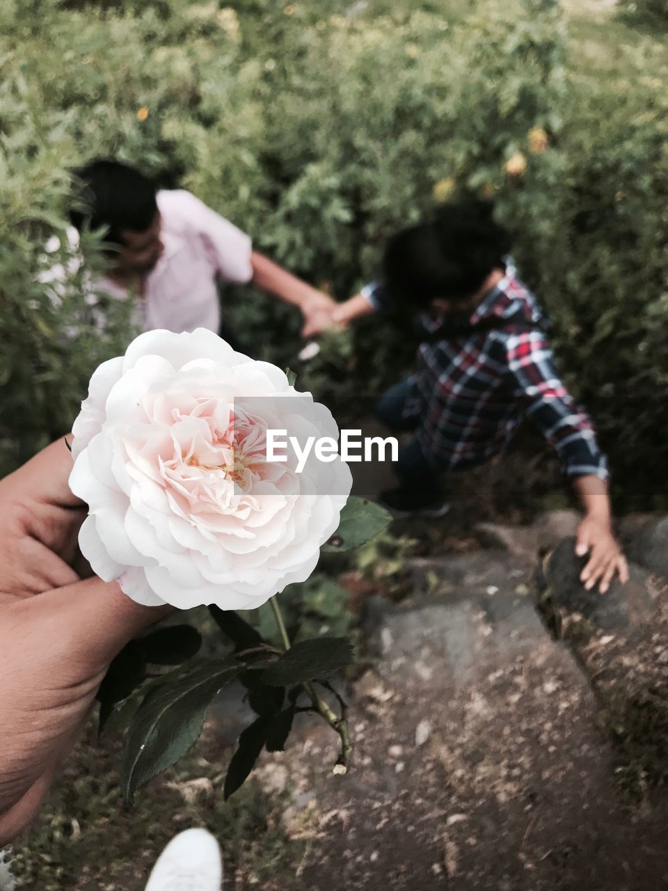 Cropped hand holding flower over couple standing amidst plants