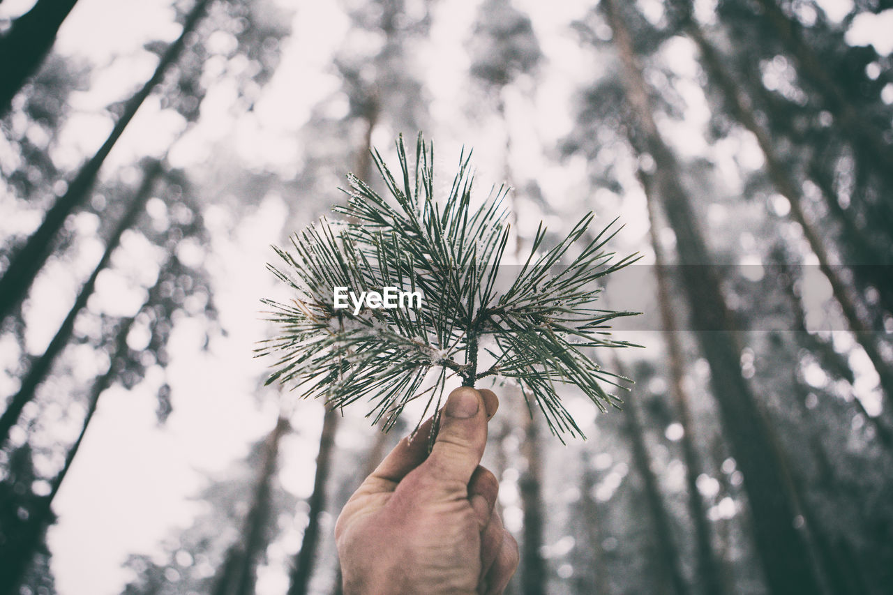 Close-up of hand holding tree against sky