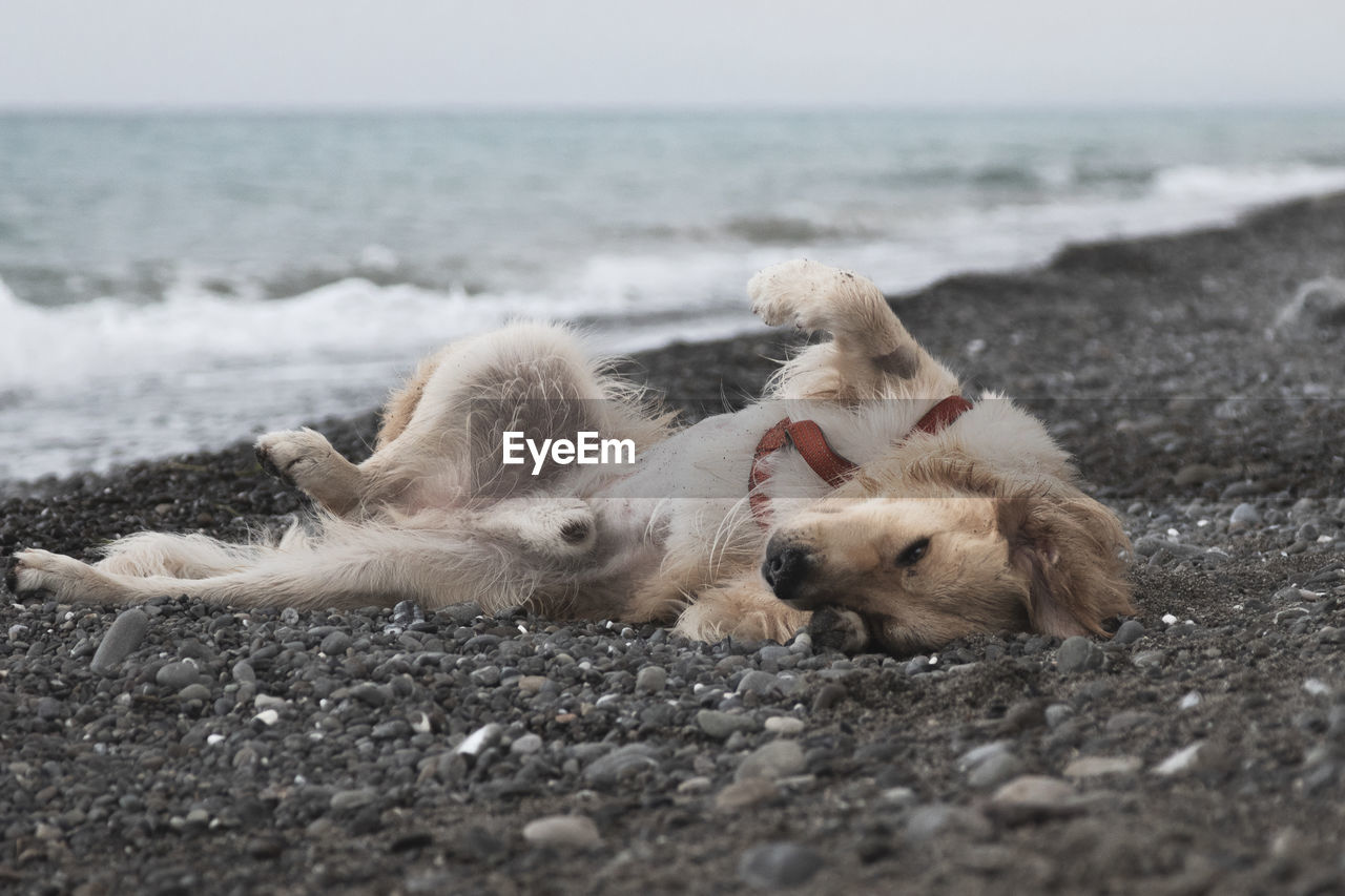 VIEW OF A DOG ON THE BEACH