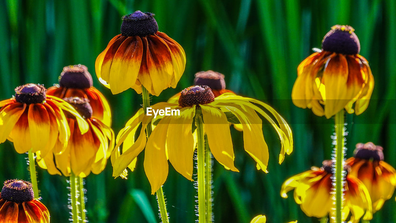 flower, flowering plant, plant, beauty in nature, freshness, yellow, flower head, fragility, growth, nature, close-up, petal, inflorescence, black-eyed susan, focus on foreground, macro photography, outdoors, no people, pollen, meadow, animal wildlife, day, plant stem