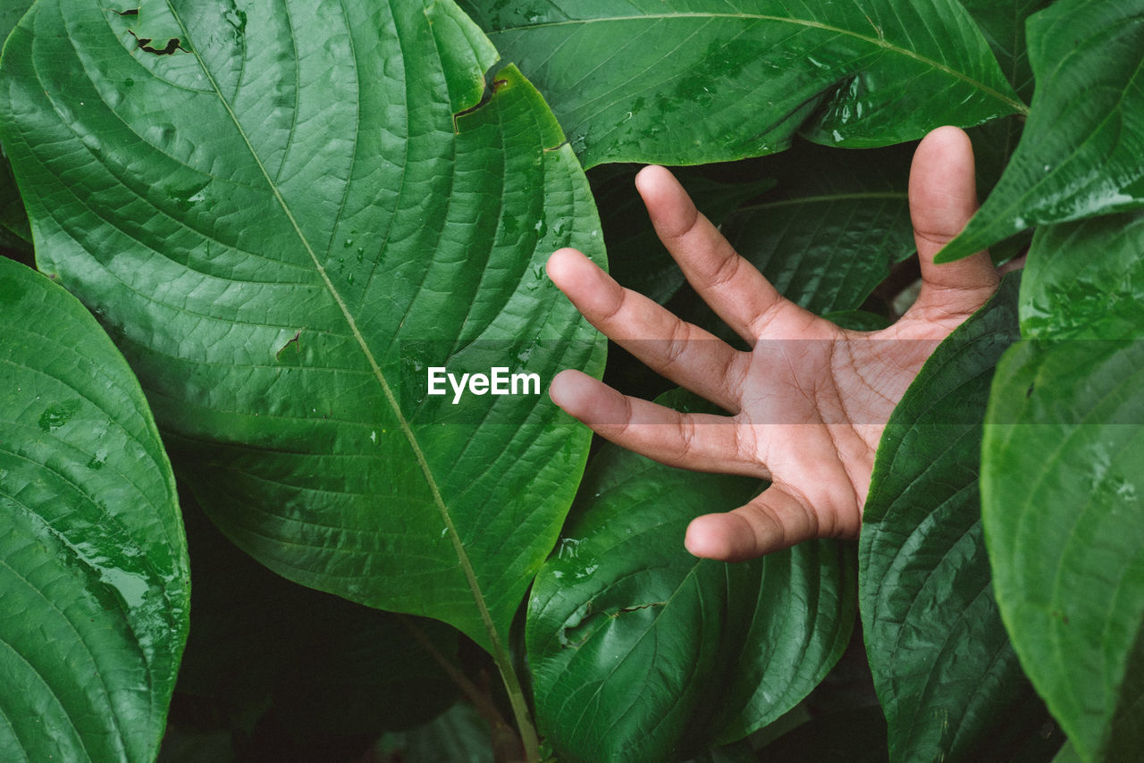 Close-up of hand amidst leaves