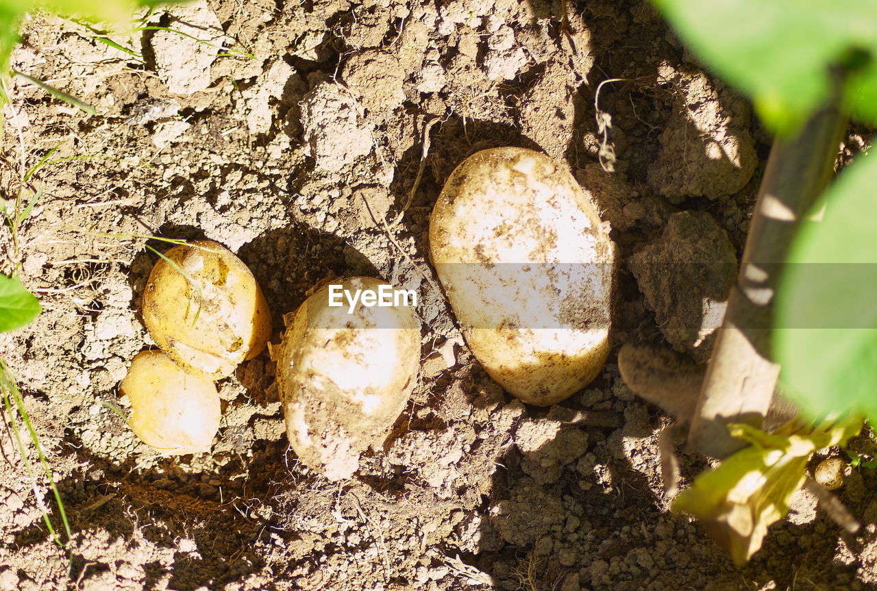 High angle view of potato harvesting on field