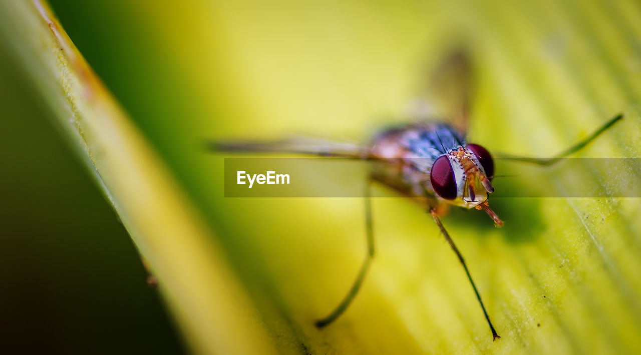CLOSE-UP OF INSECT ON LEAF