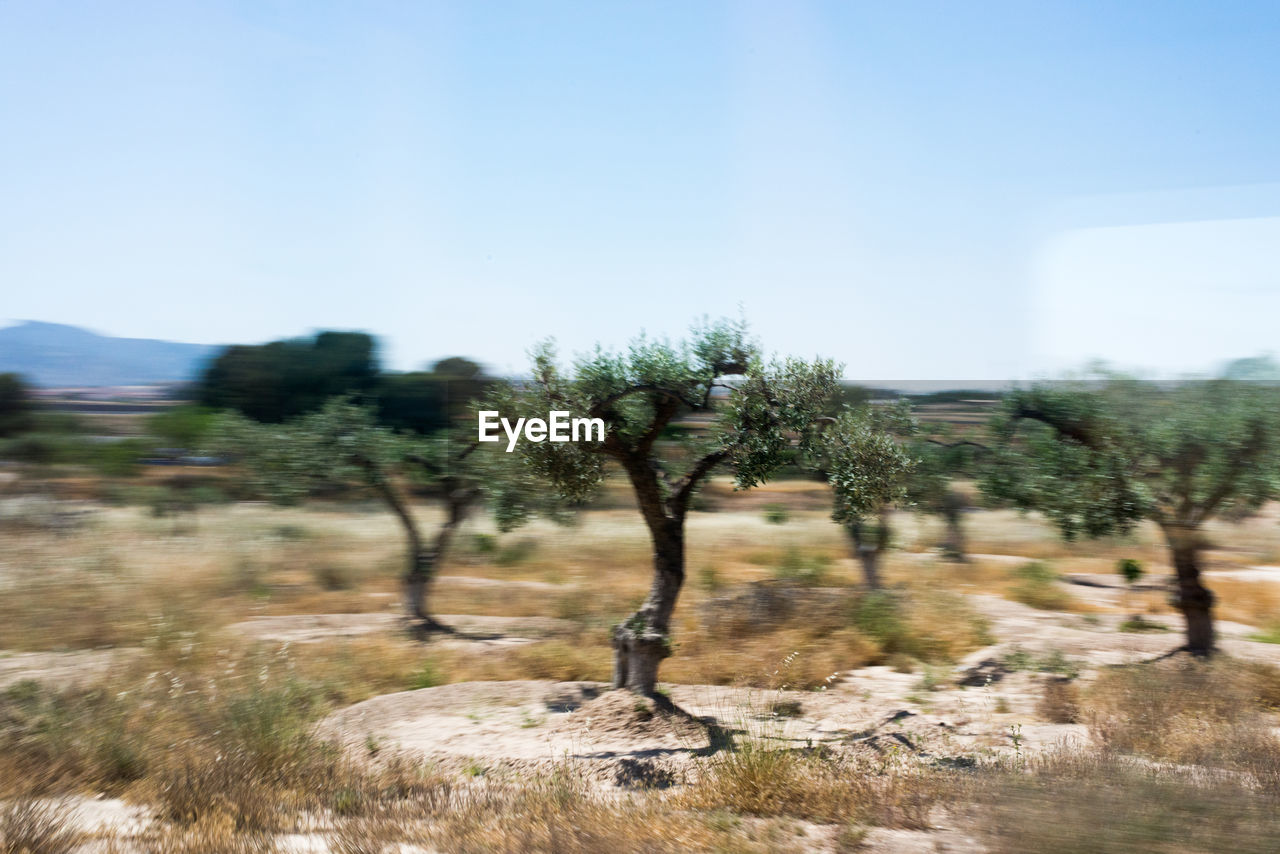 TREES ON GRASSY FIELD