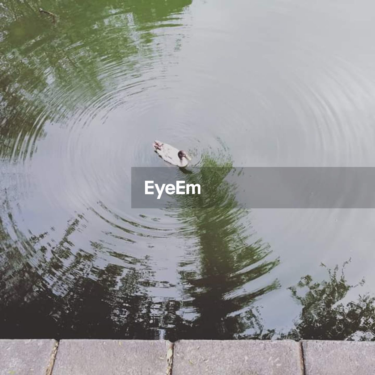 HIGH ANGLE VIEW OF DUCKS SWIMMING IN LAKE