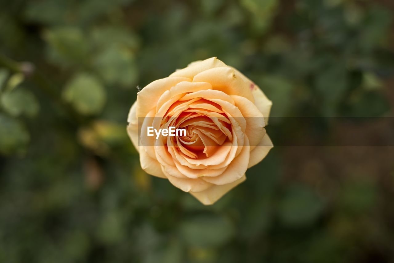 Close-up of rose flower