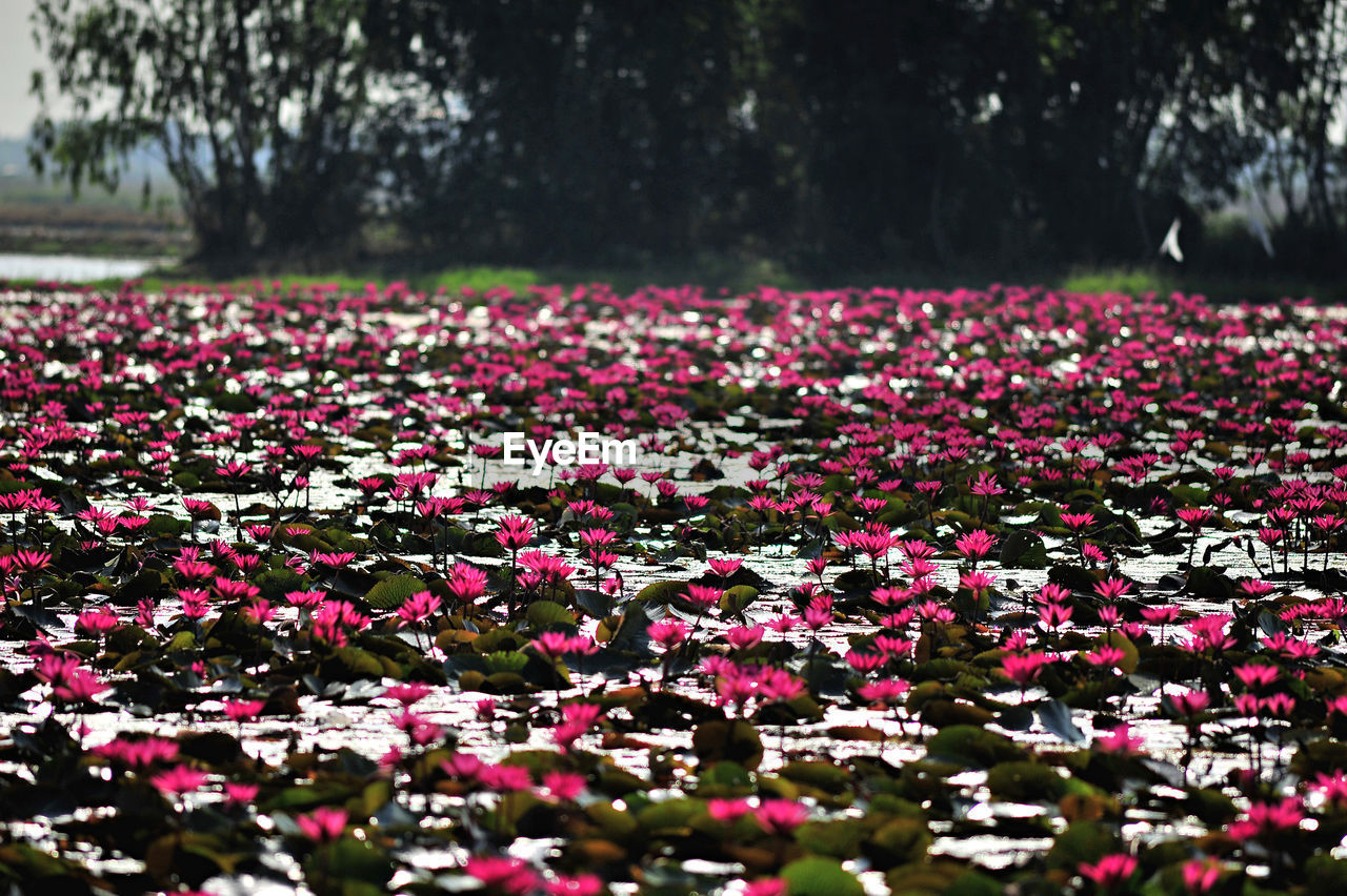 CLOSE-UP OF PINK FLOWERS ON FIELD