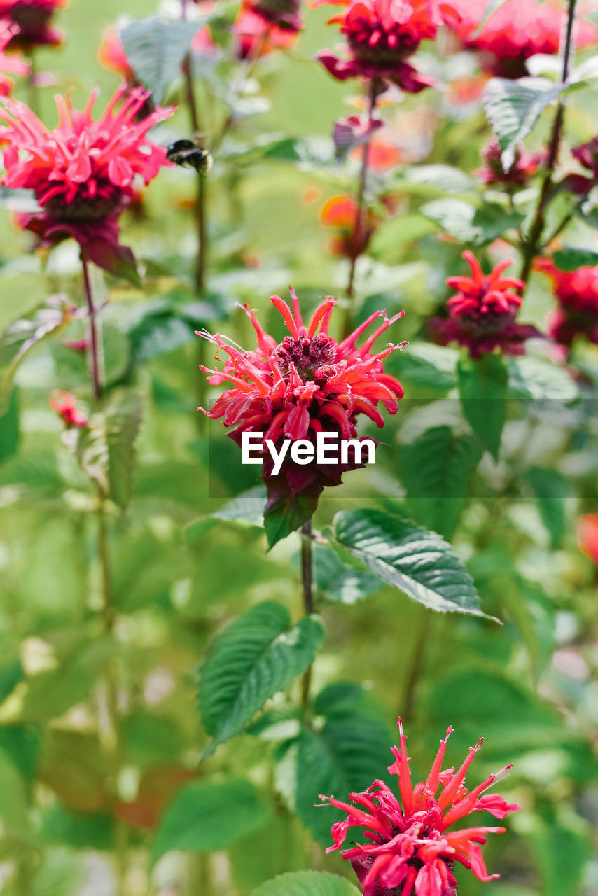 plant, flower, flowering plant, beauty in nature, freshness, nature, plant part, leaf, growth, red, close-up, bee balm, fragility, no people, wildflower, herb, flower head, petal, focus on foreground, outdoors, green, pink, day, inflorescence, shrub, botany, tree, blossom
