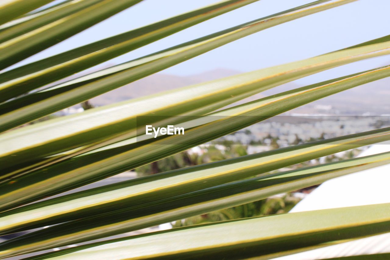 CLOSE-UP OF PALM LEAF