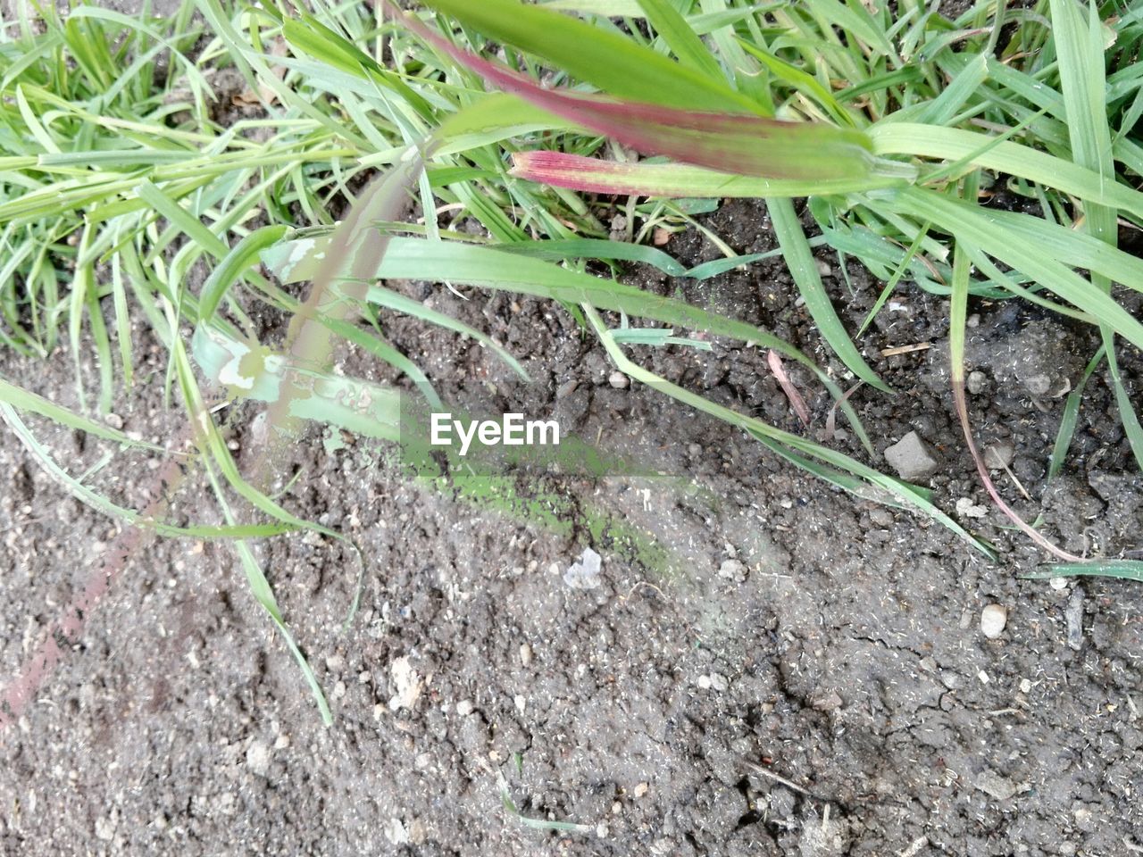 CLOSE-UP OF PLANTS ON FIELD