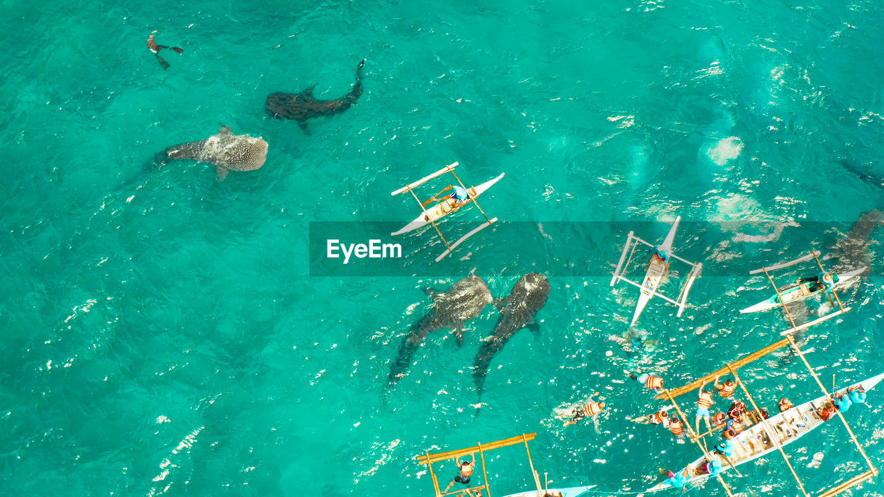 Aerial view of tourists snorkeling and watch whale sharks in turquoise water. oslob, philippines