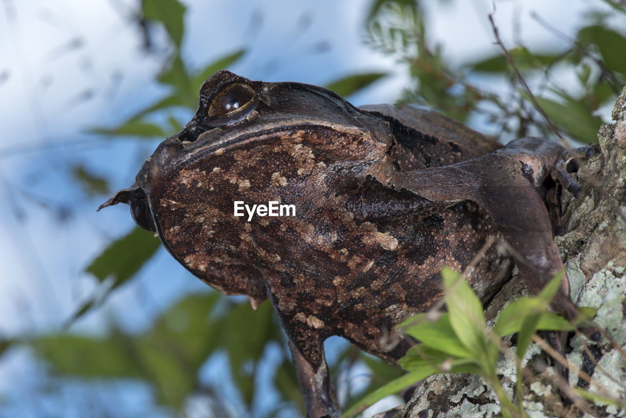 CLOSE-UP OF A LIZARD