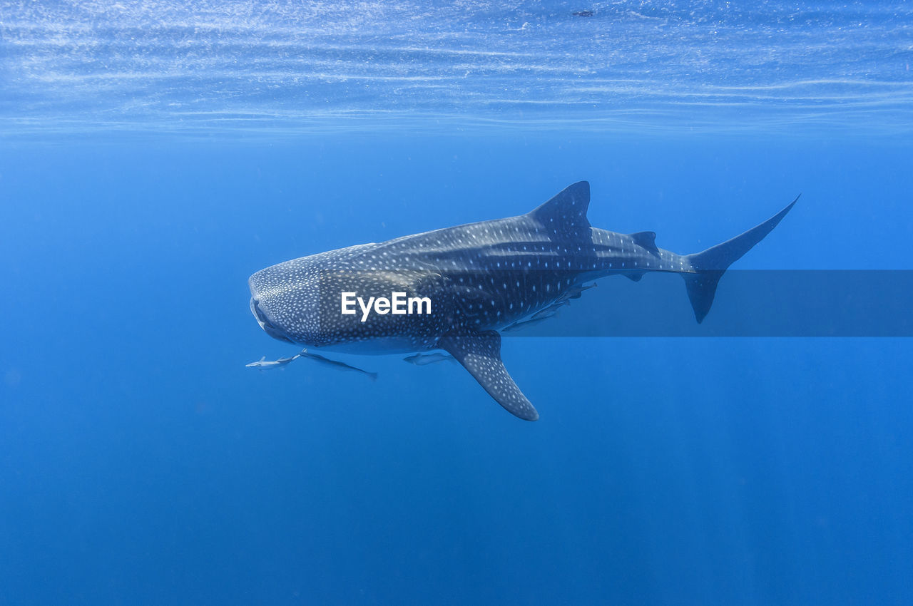 Whale shark swimming in blue ocean