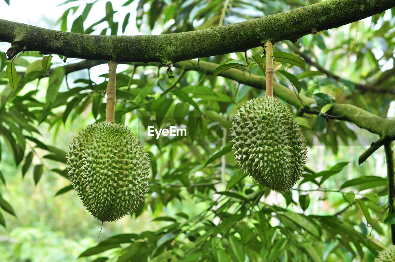 CLOSE-UP OF FRUITS GROWING ON TREE