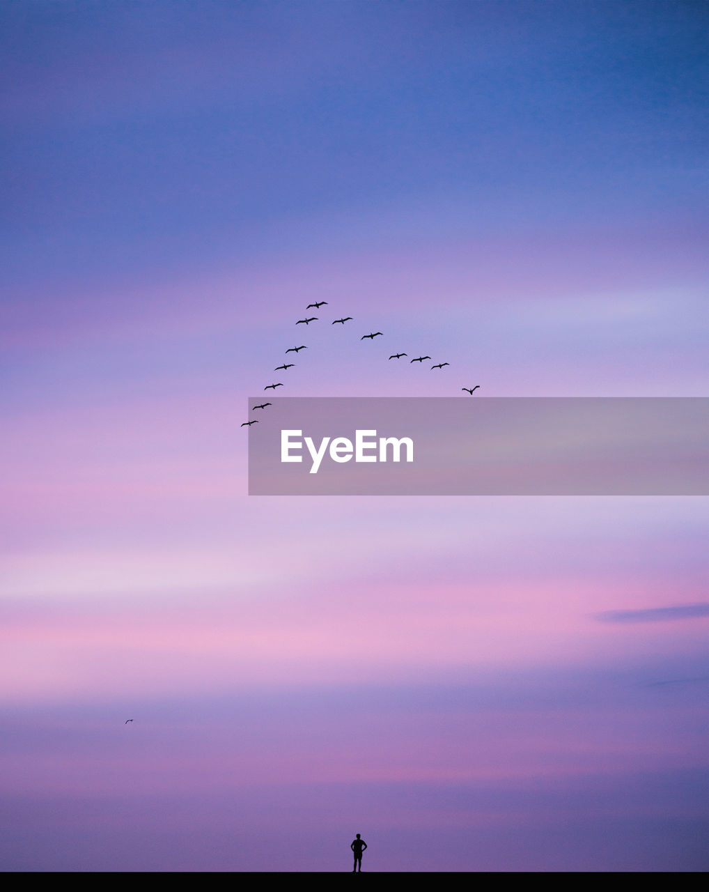 low angle view of bird flying over sea against sky during sunset