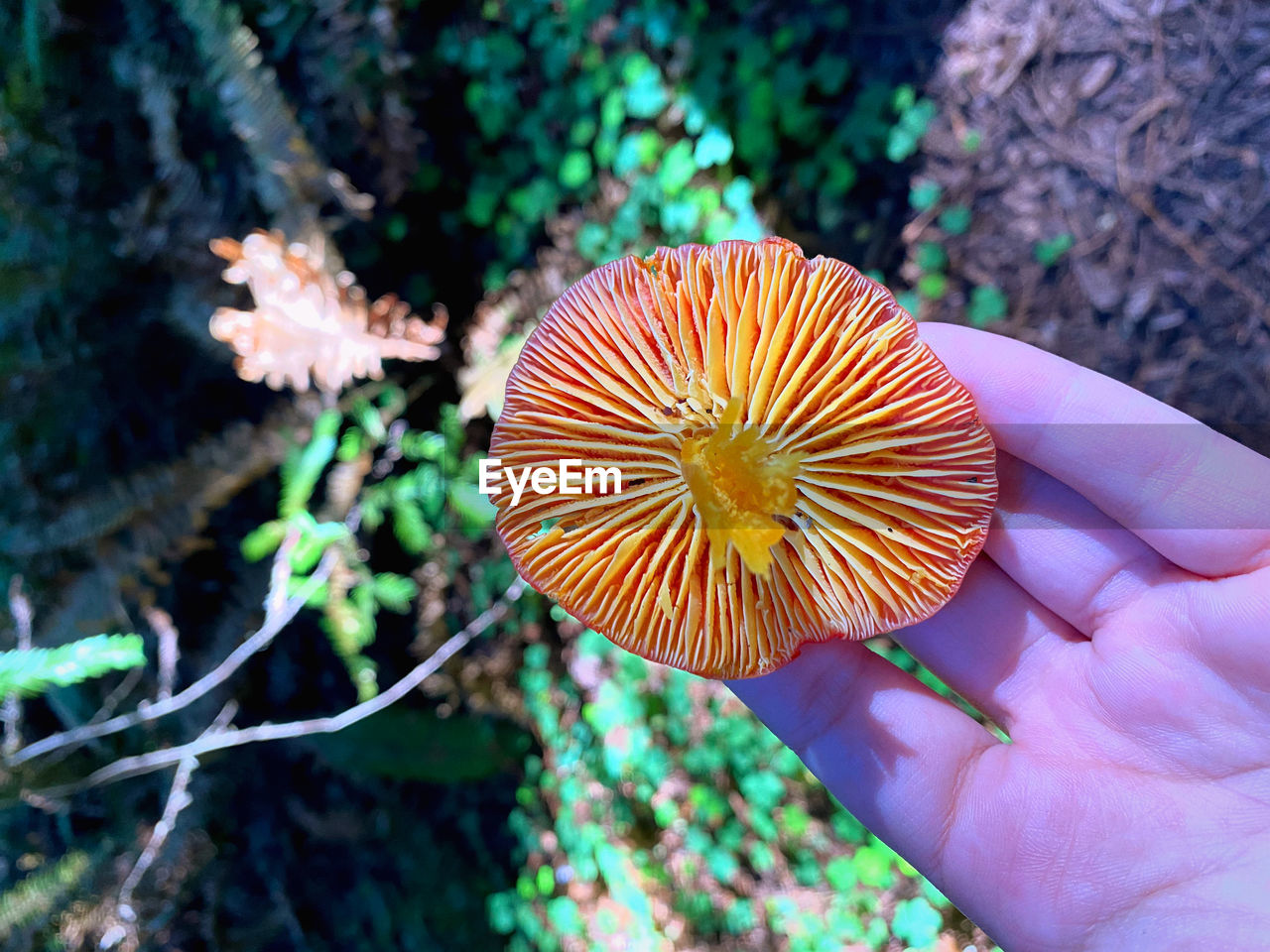 Close-up of the underside of a red and yellow mushroom