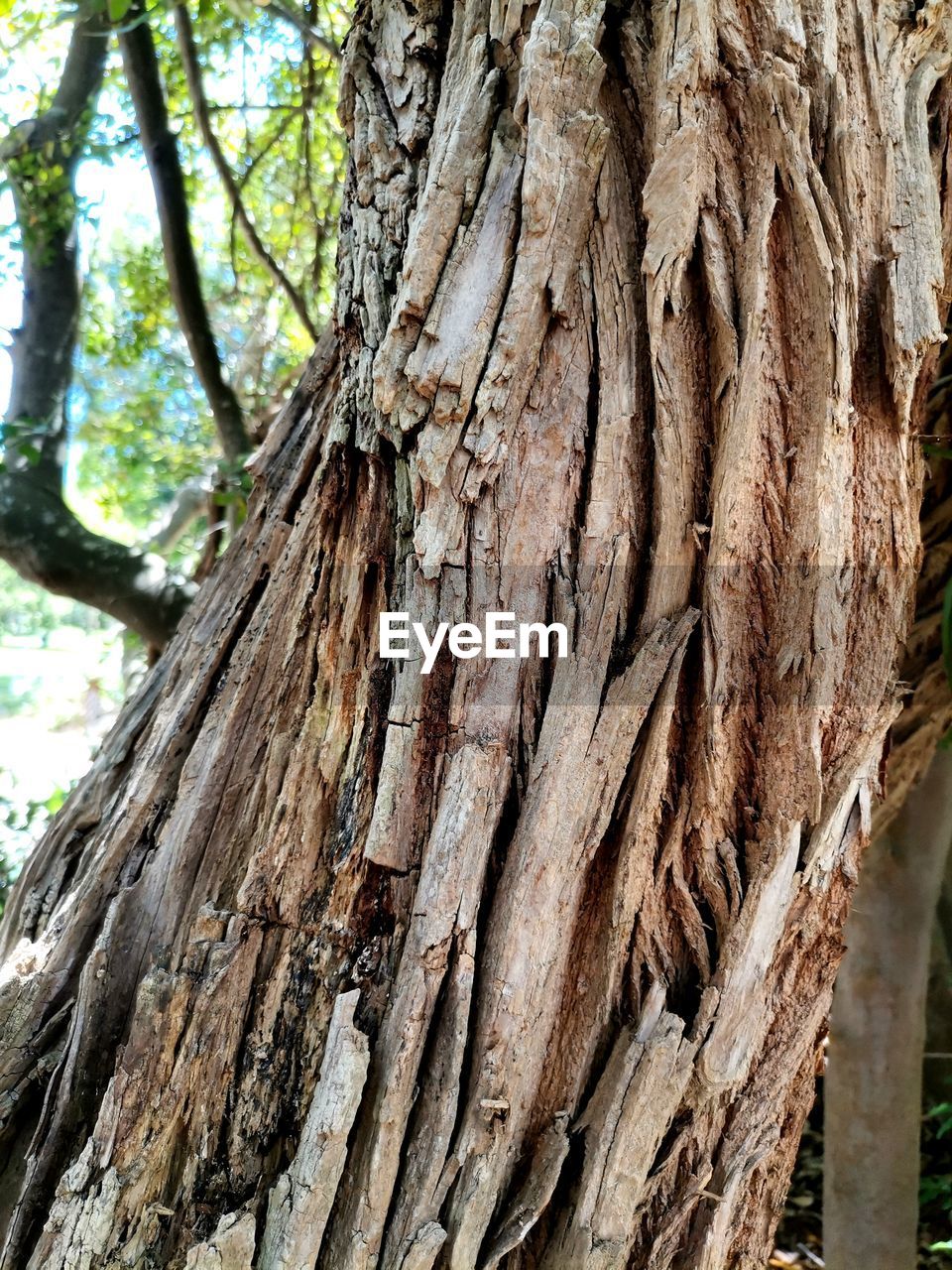 tree, trunk, tree trunk, plant, branch, nature, textured, no people, day, wood, growth, leaf, rough, forest, tranquility, outdoors, plant stem, beauty in nature, plant bark, close-up, land, bark, low angle view, pattern, brown, woodland, full frame, backgrounds