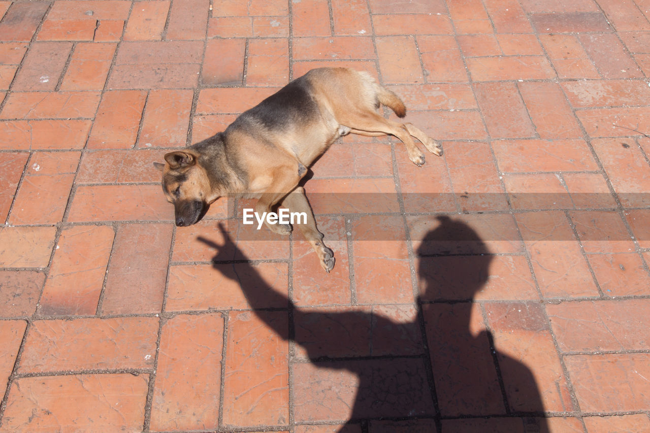 HIGH ANGLE VIEW OF DOGS ON FOOTPATH