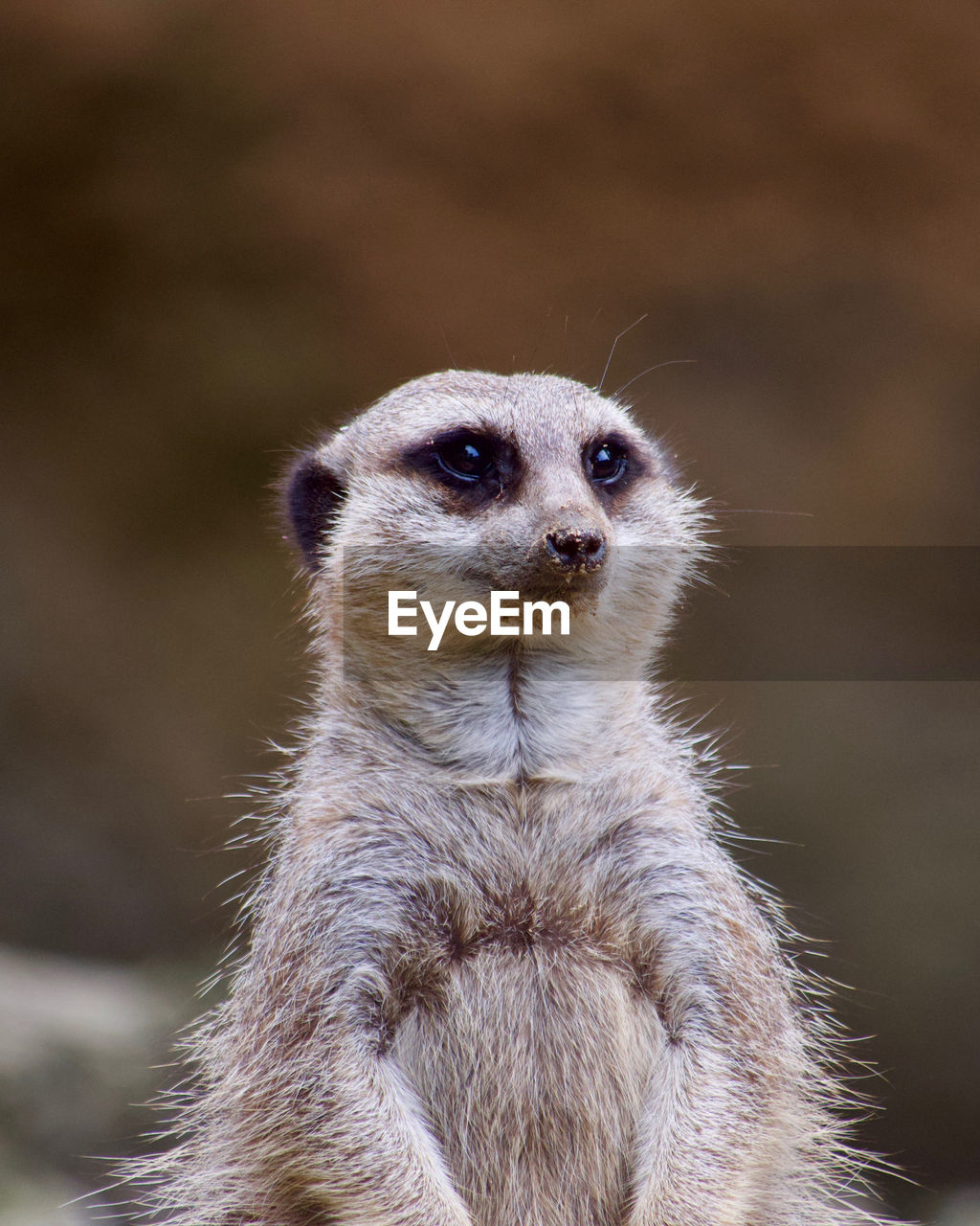 Close-up of a meerkat 
