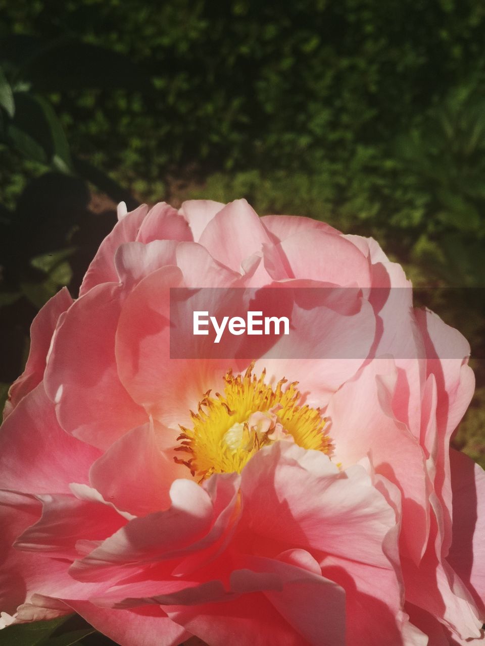 plant, flower, flowering plant, beauty in nature, pink, freshness, petal, close-up, fragility, flower head, inflorescence, nature, growth, no people, rose, outdoors, focus on foreground, pollen, day, blossom, springtime