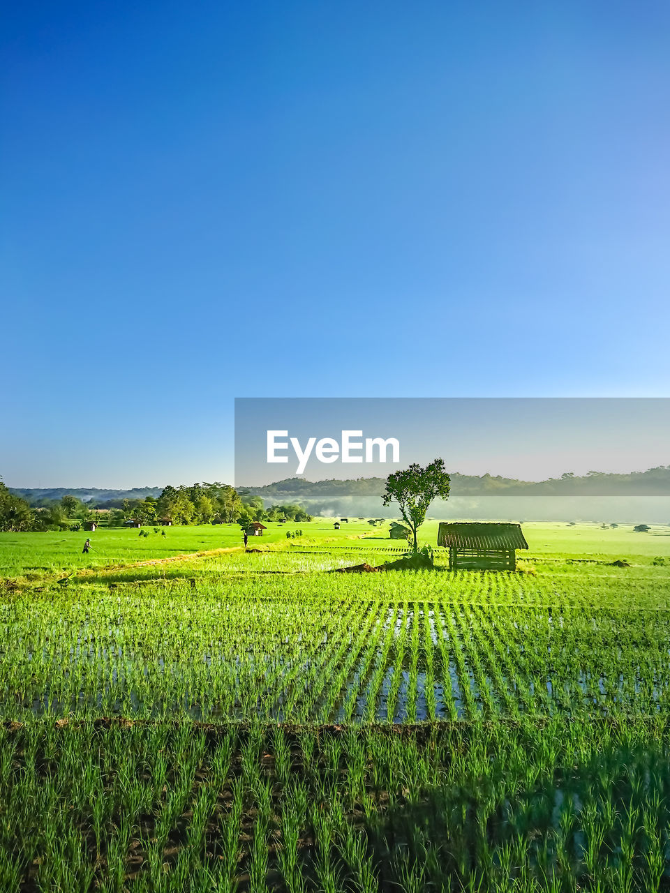 Scenic view of agricultural field against clear sky