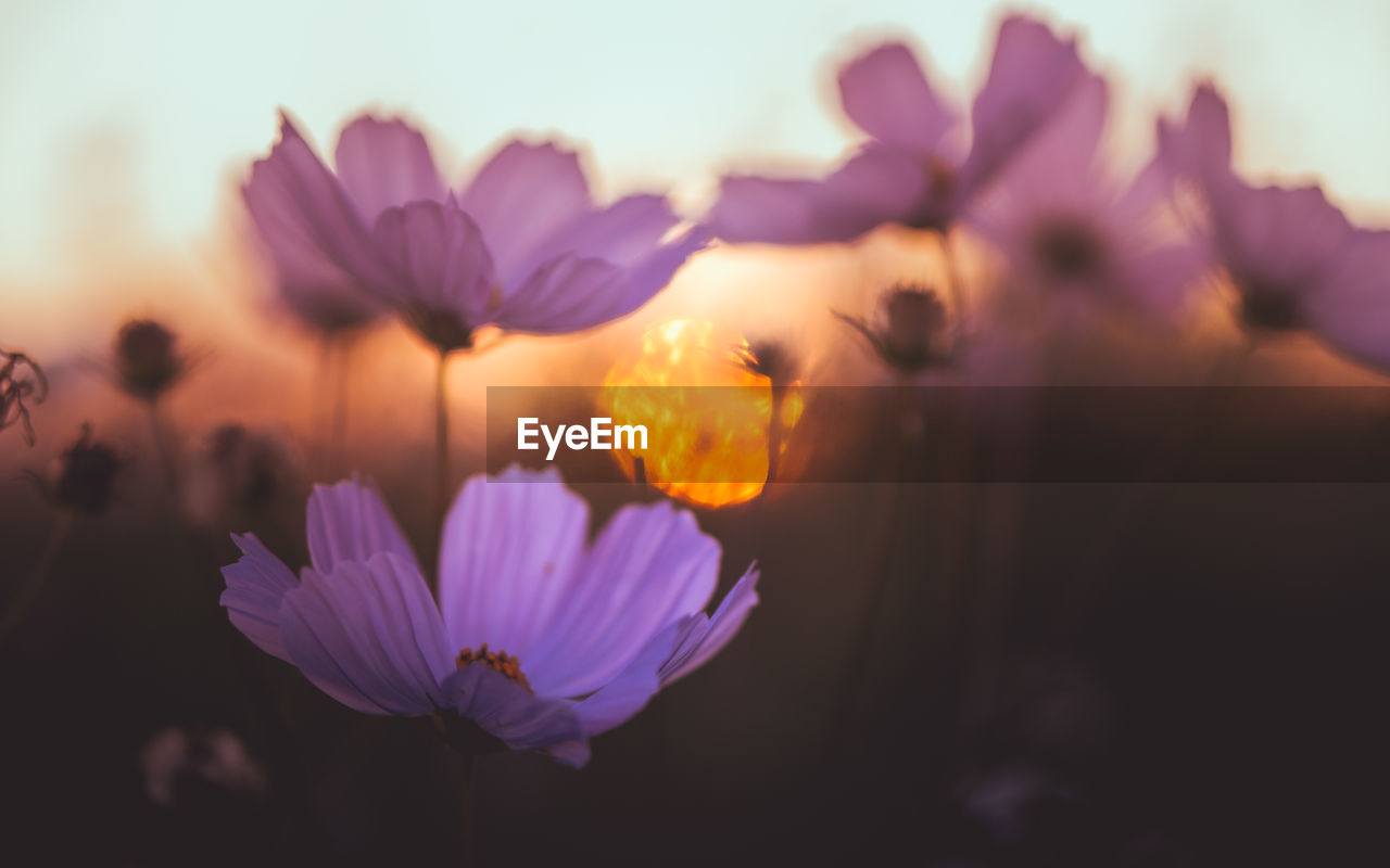 Close-up of purple flowering plants against sky