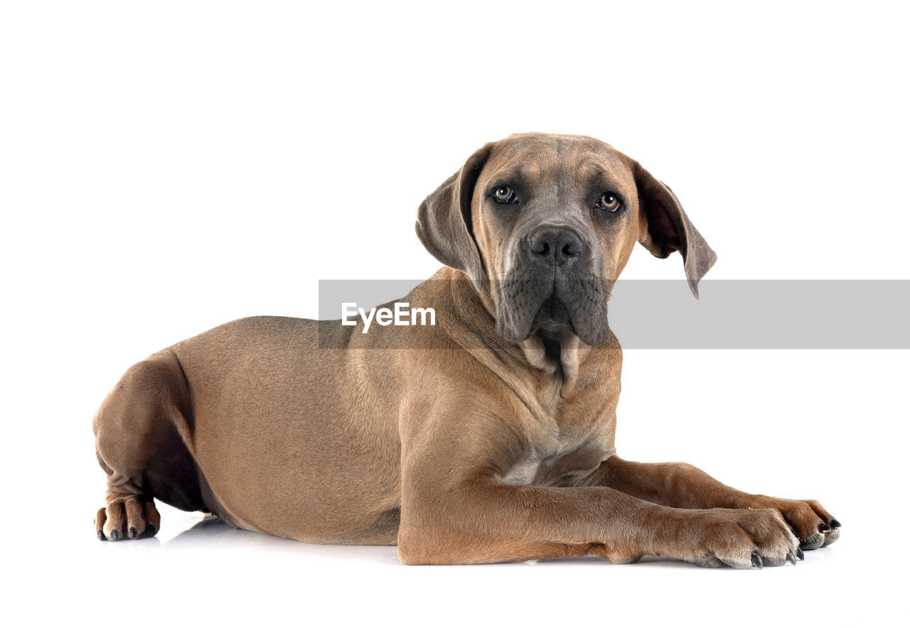 pet, dog, canine, one animal, animal themes, animal, mammal, domestic animals, cut out, white background, portrait, cute, relaxation, young animal, looking at camera, sitting, puppy, looking, studio shot, brown, purebred dog, no people, animal body part, copy space, indoors, lying down