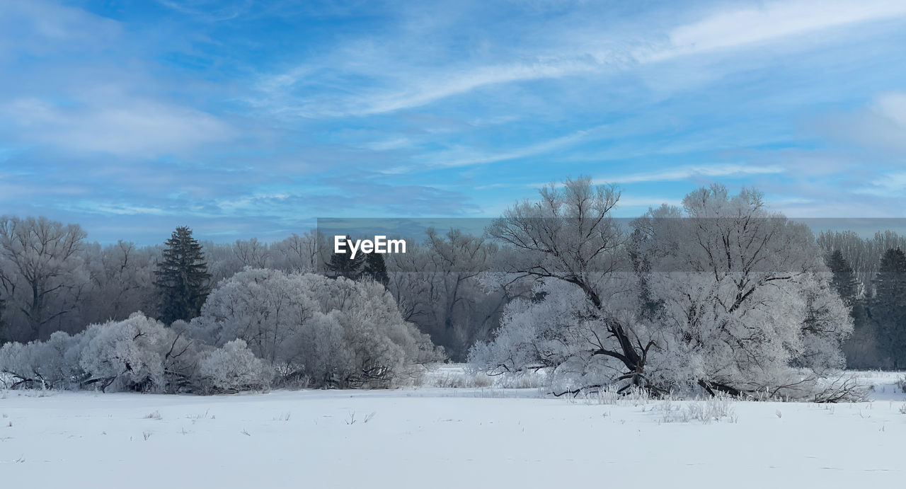 snow, cold temperature, winter, tree, plant, sky, landscape, environment, scenics - nature, nature, beauty in nature, tranquil scene, tranquility, cloud, land, white, frozen, blue, no people, freezing, non-urban scene, forest, frost, day, bare tree, pine tree, coniferous tree, outdoors, pinaceae, idyllic, remote, woodland, pine woodland, field, ice, mountain, rural scene