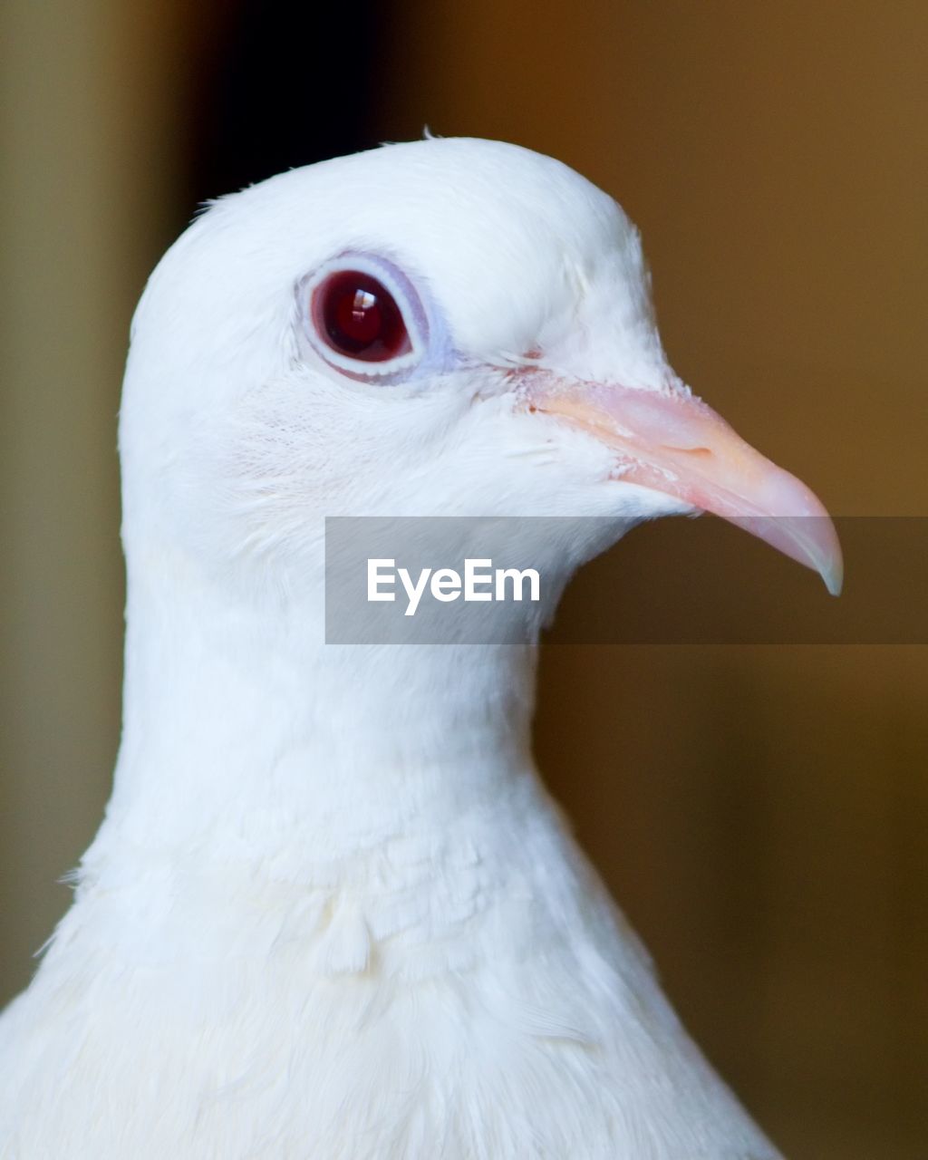 Close-up of a white dove.