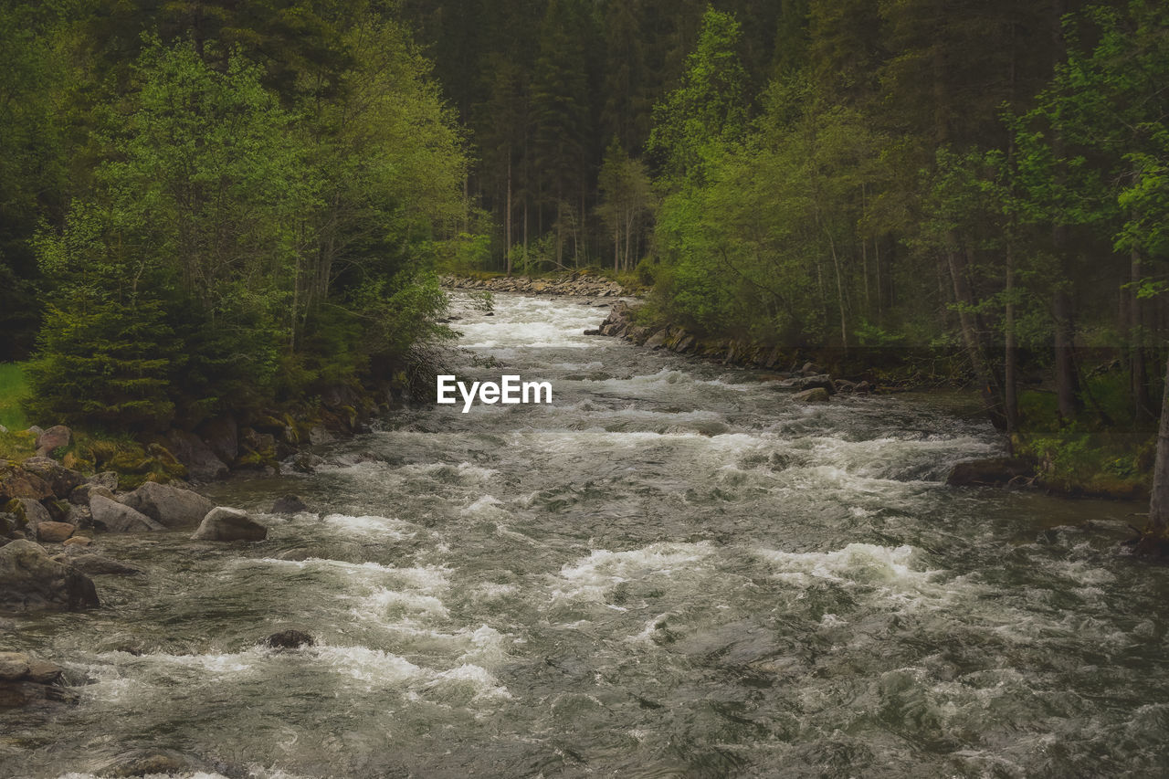 Fast flowing river through forest trees