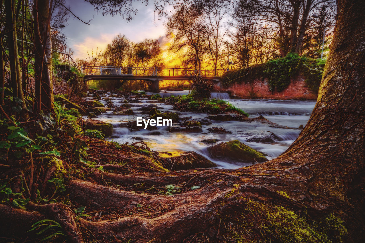 SCENIC VIEW OF RIVER AMIDST TREES IN FOREST