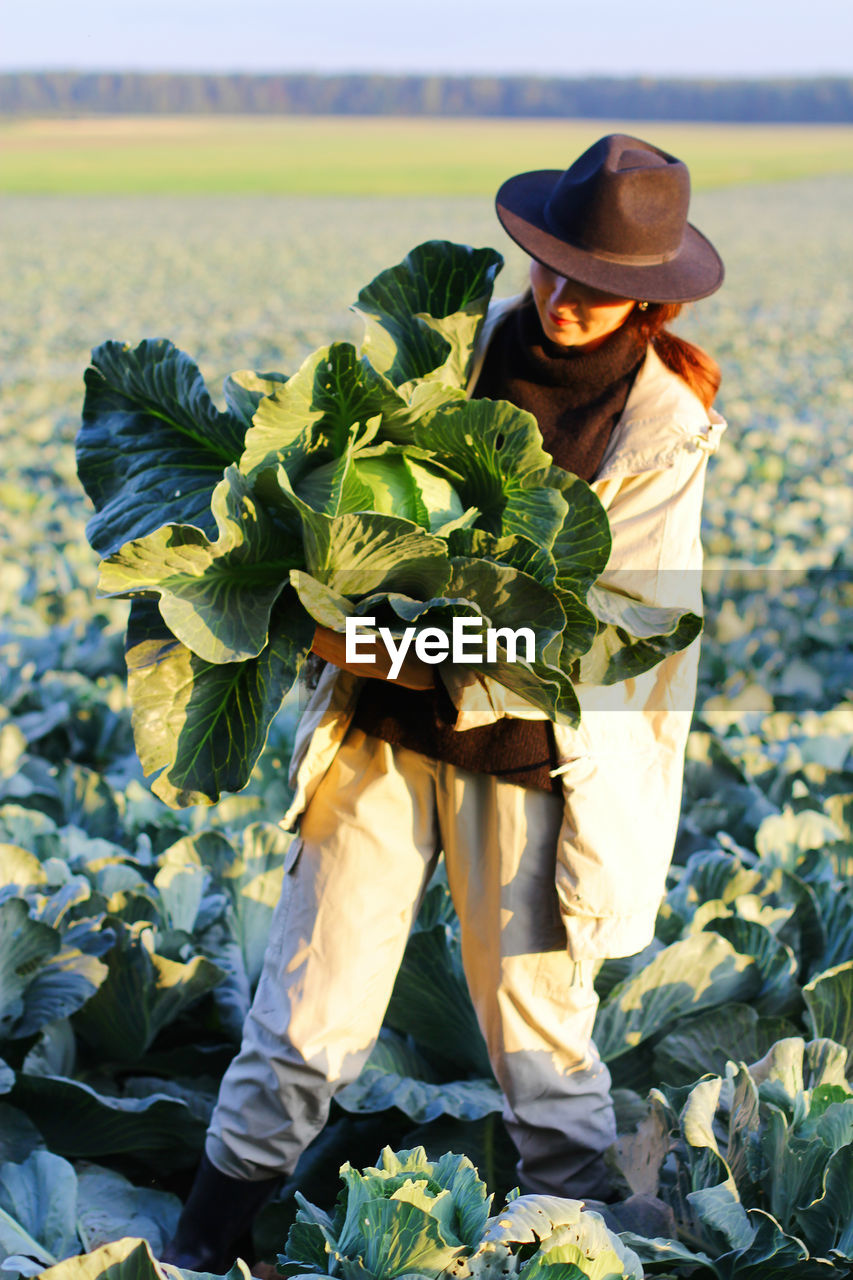 Woman picking cabbage vegetable at field. female farmer working at organic farm. harvesting at autum