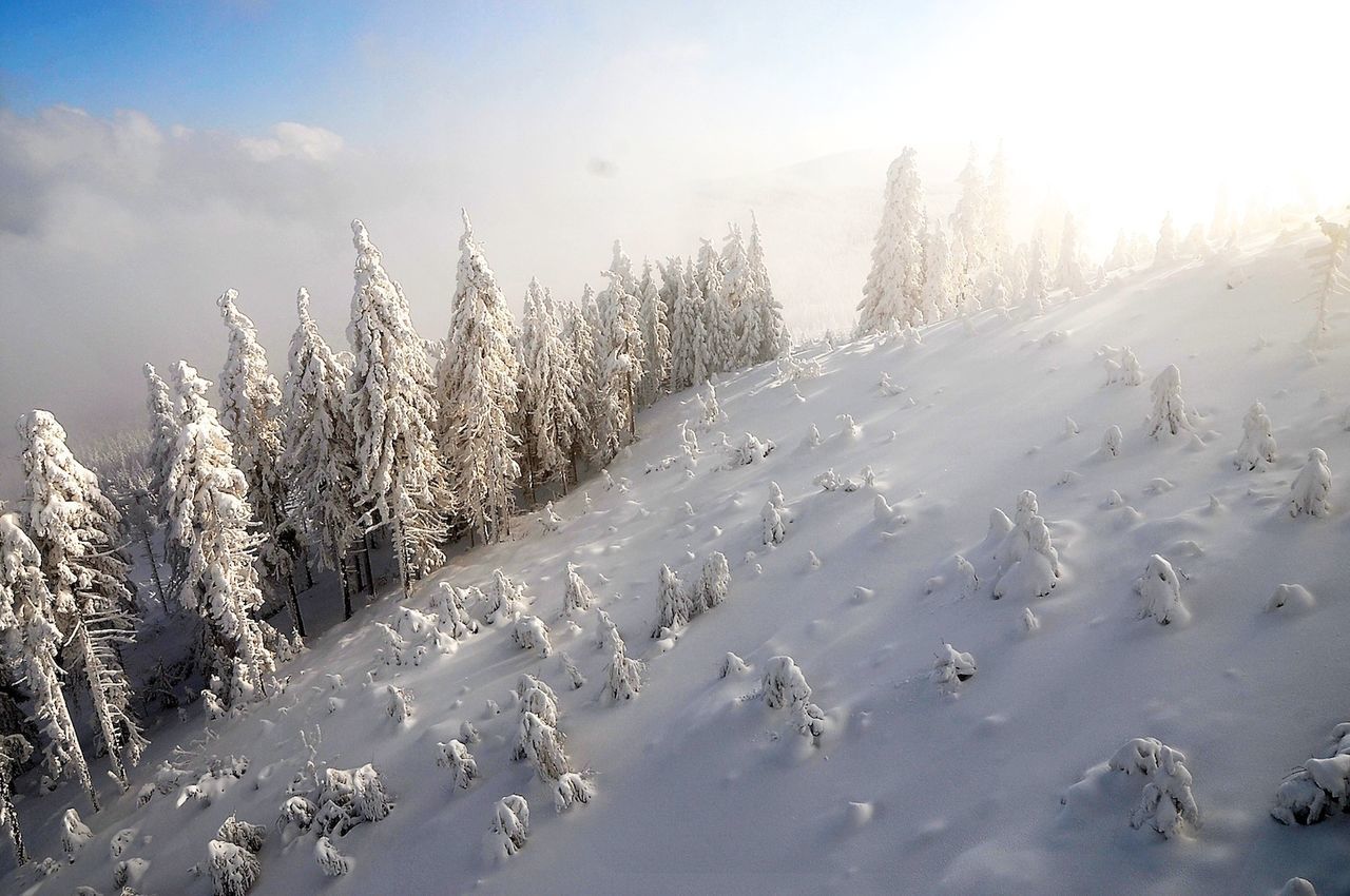 Trees on snow covered ski slope against sky