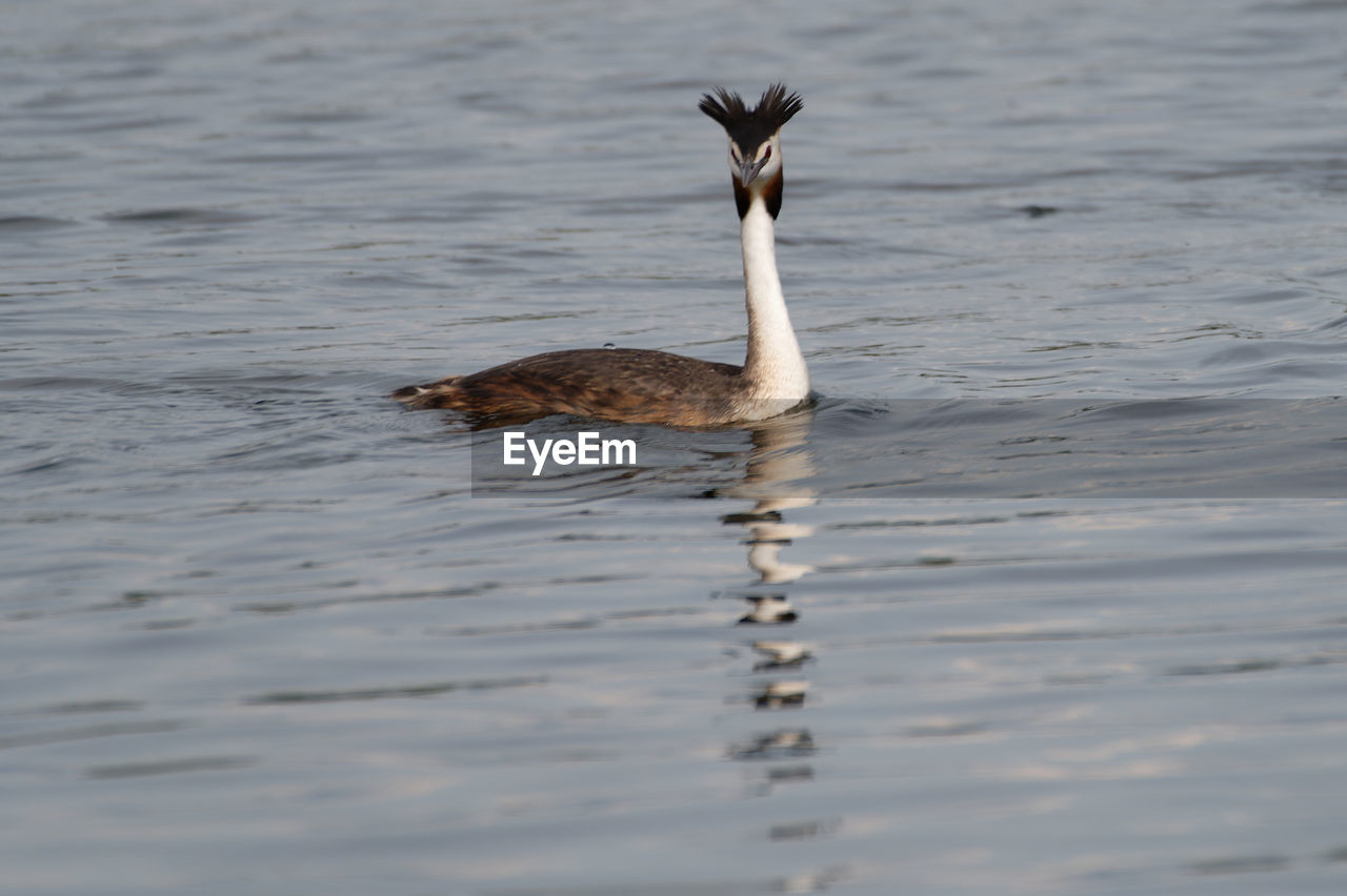View of grebe swimming in lake