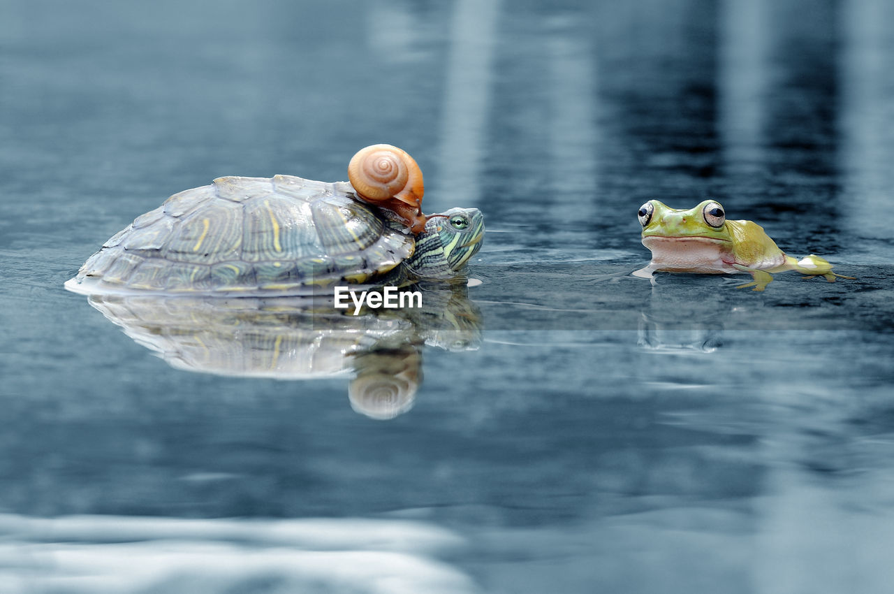 Close-up of turtle with snail and frog swimming on lake