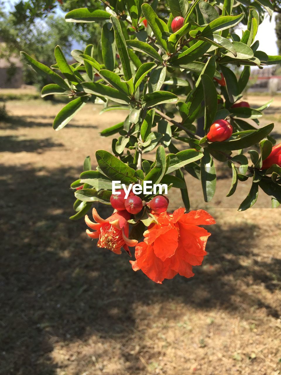 CLOSE-UP OF CHERRIES ON TREE