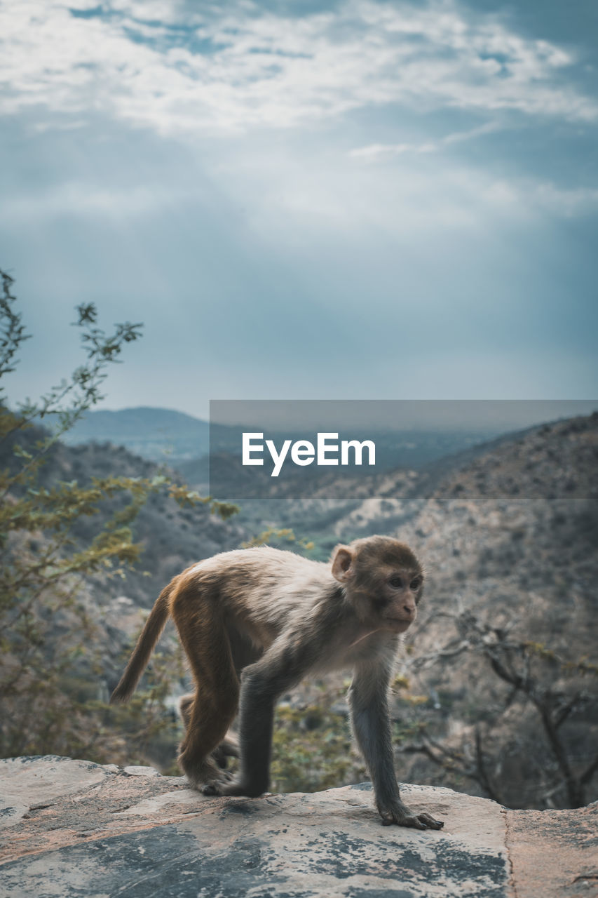 MONKEY STANDING ON ROCK