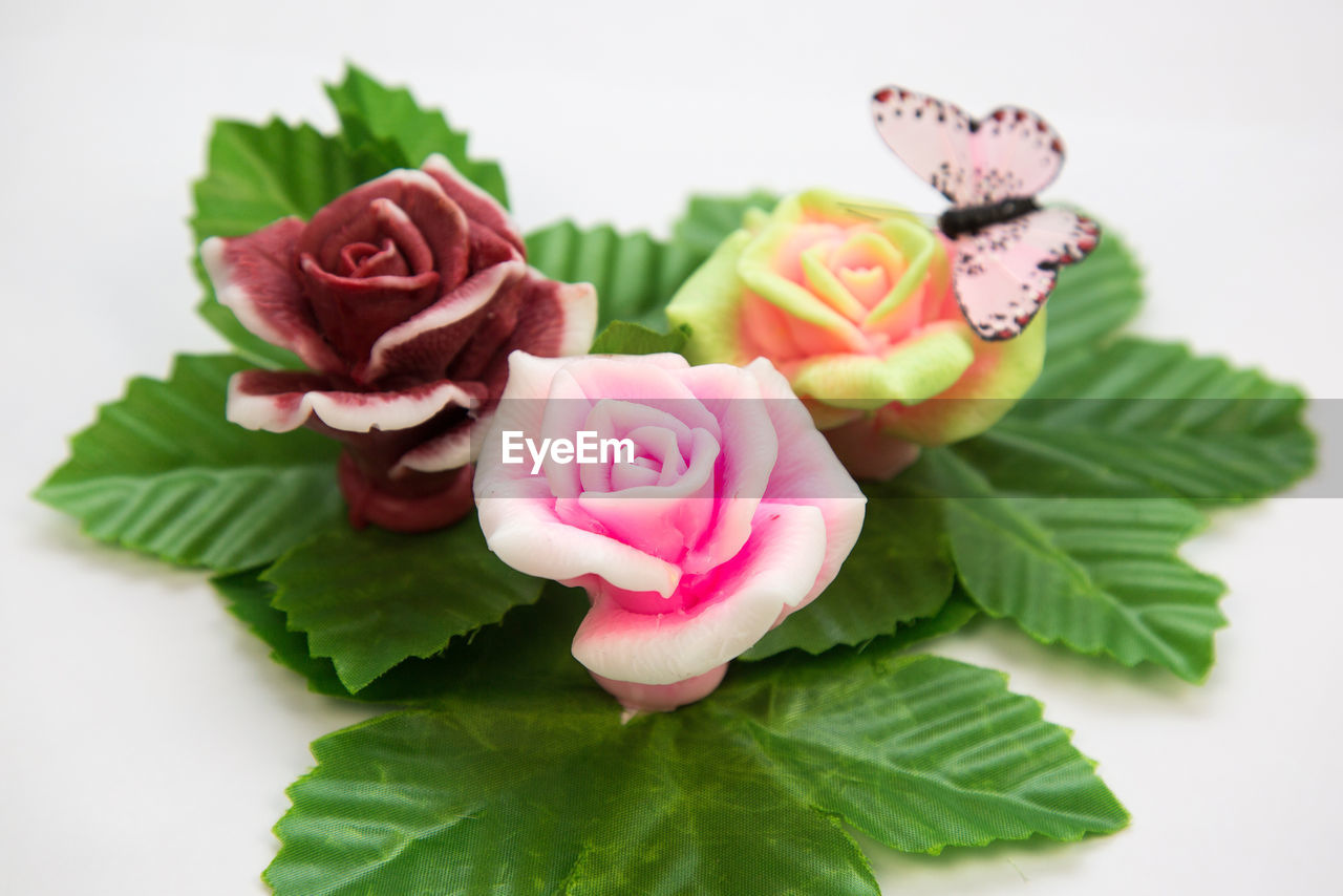 leaf, flower, plant part, plant, flowering plant, freshness, beauty in nature, pink, rose, nature, green, close-up, no people, flower head, studio shot, food and drink, indoors, petal, inflorescence, food, fragility, multi colored