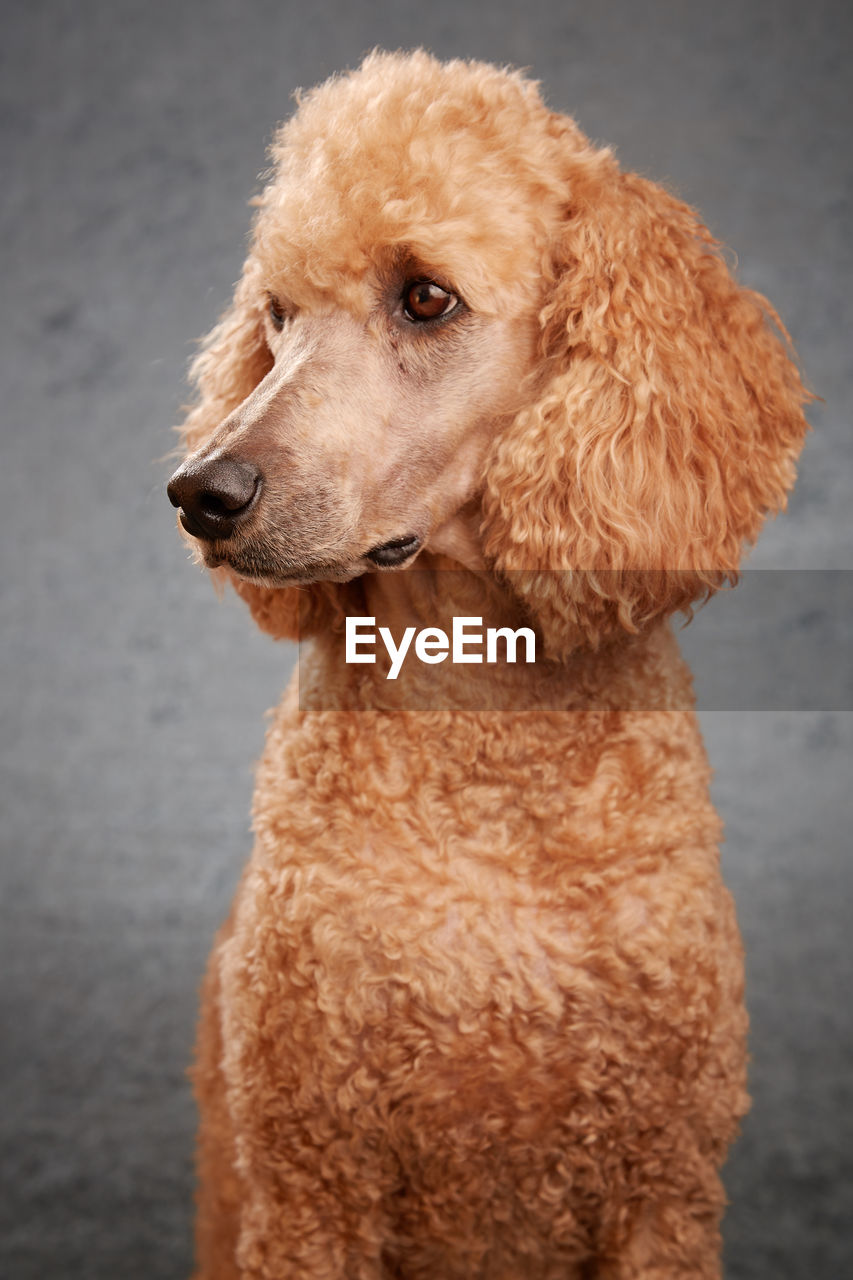 Standard poodle against gray background