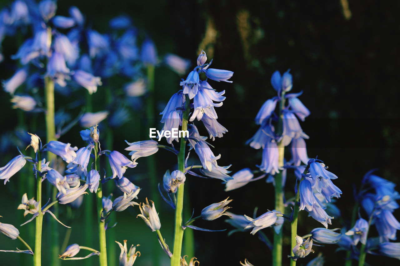 Close-up of purple flowering plants