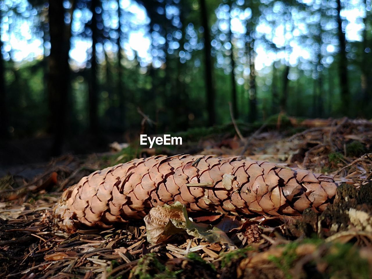 CLOSE-UP OF MUSHROOM GROWING ON FIELD