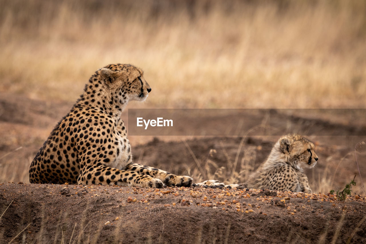 Cheetahs sitting on rock in forest