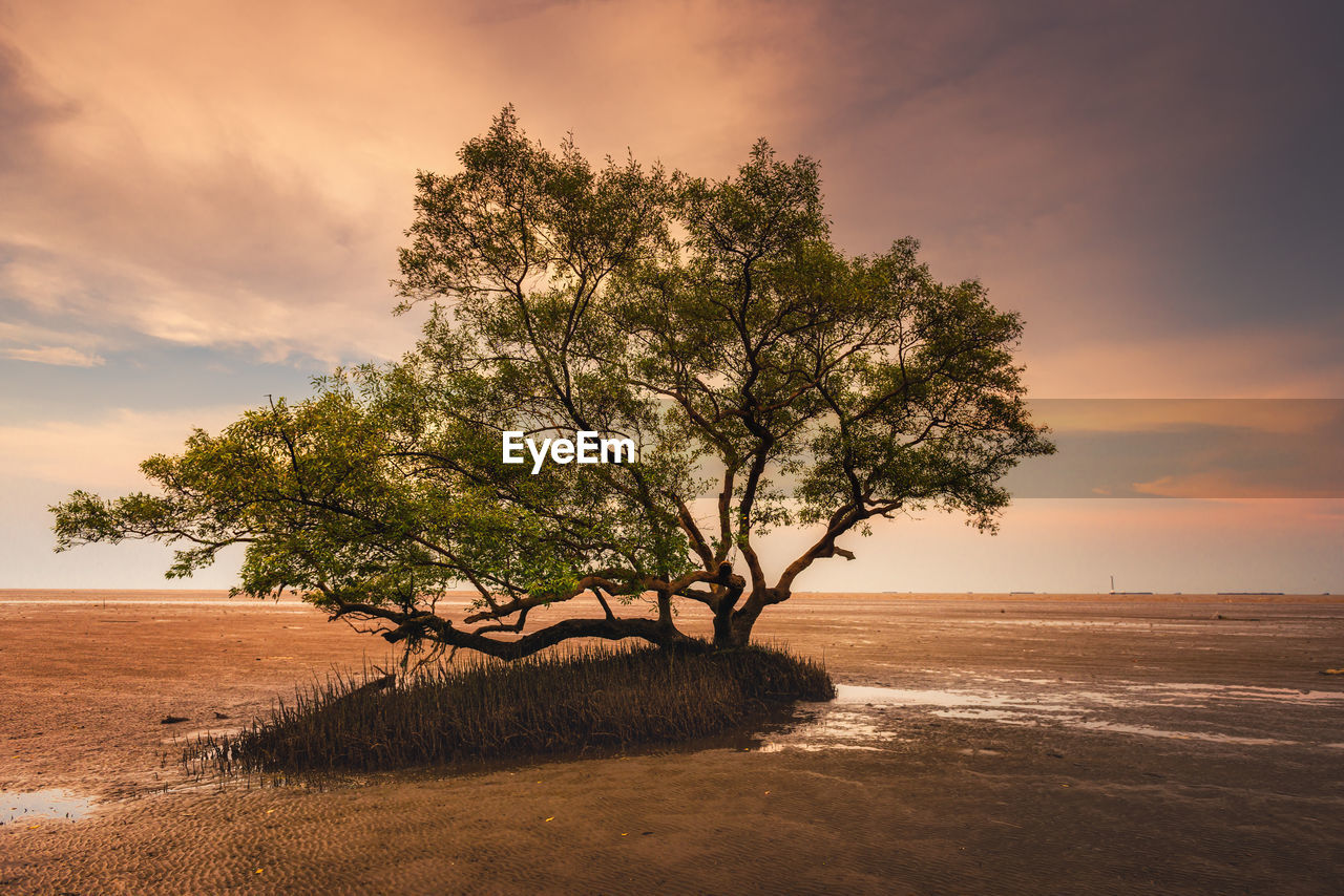 Tree by sea against sky during sunset