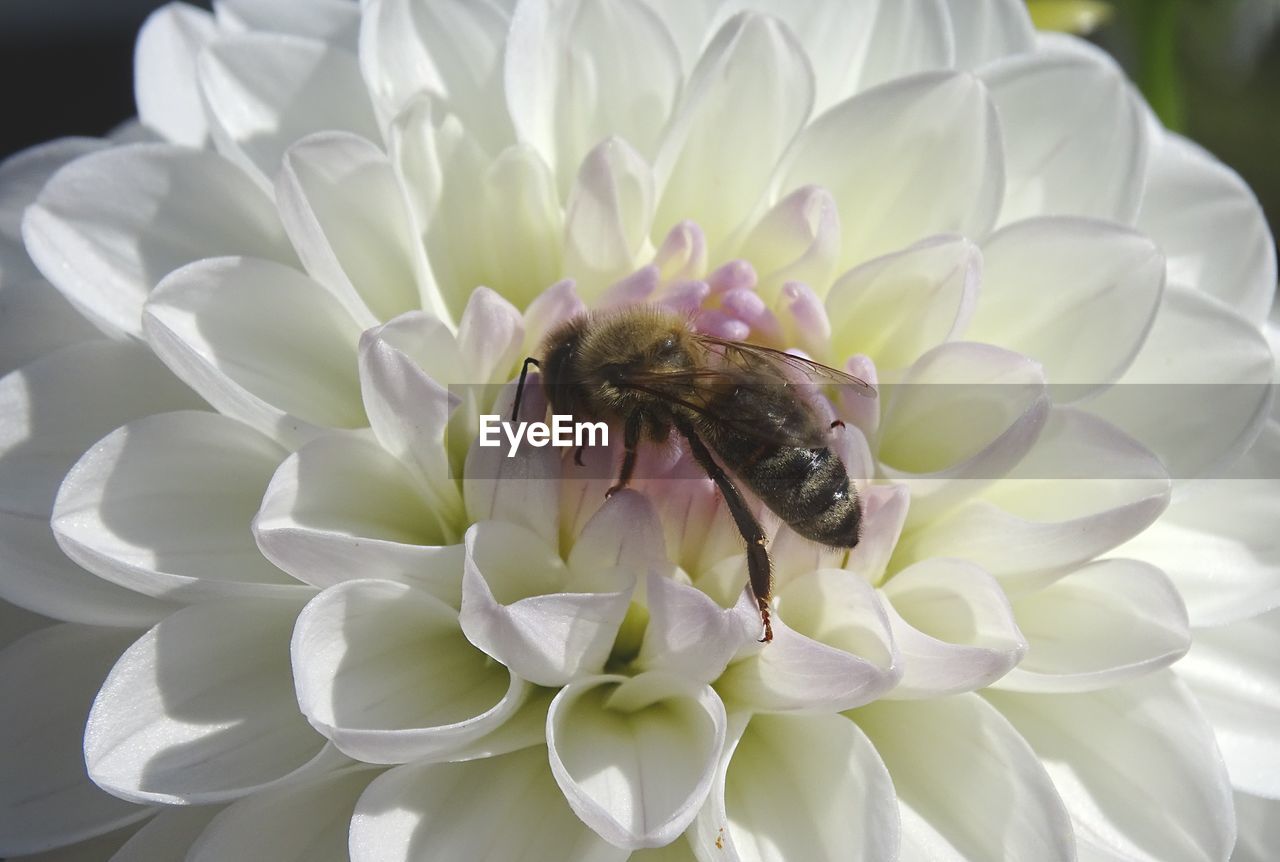 CLOSE-UP OF HONEY BEE ON WHITE FLOWER